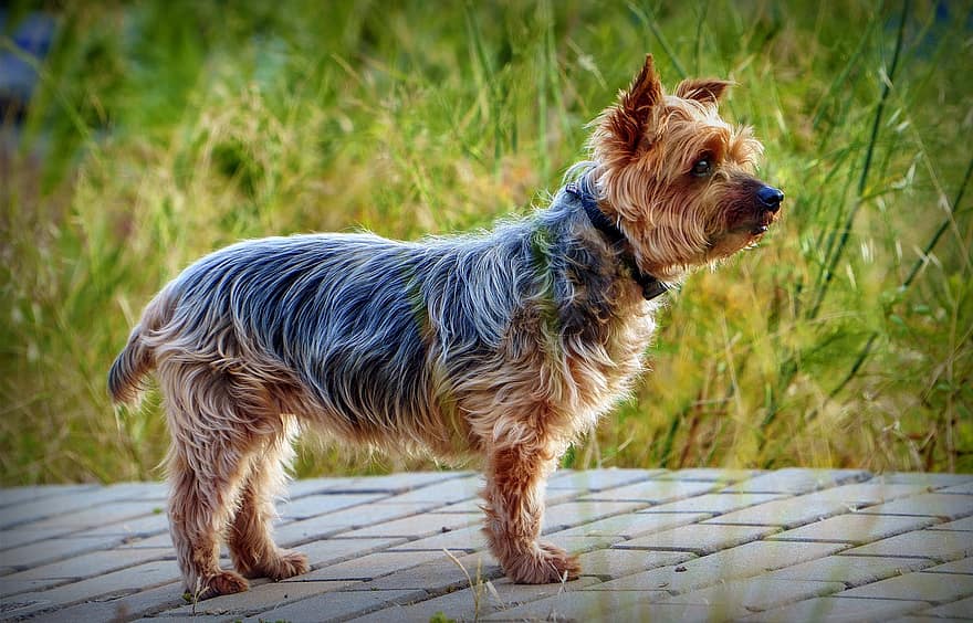 Йоркширський тер’єр, пес, домашня тварина, маленька собака, милий пес, чарівна собака, тварина, ссавець, собачий