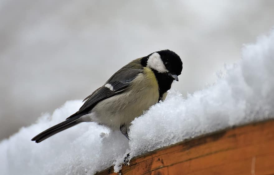 tit yang bagus, musim dingin, burung, dada, binatang, mengamati burung, ilmu burung, margasatwa, alam, burung penyanyi, binatang di alam liar