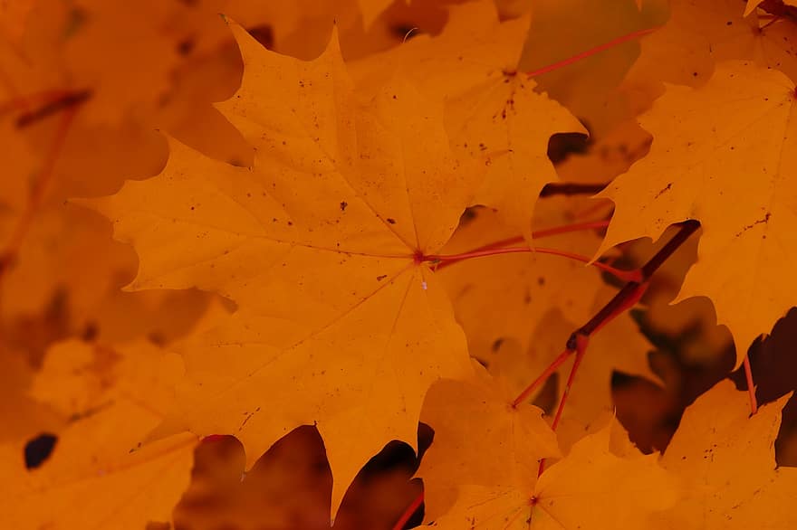 клен, осінь, листя, осінні листки, осіннє листя, осінні кольори, осінній сезон, опале листя, листя апельсина, помаранчеве листя, ліс