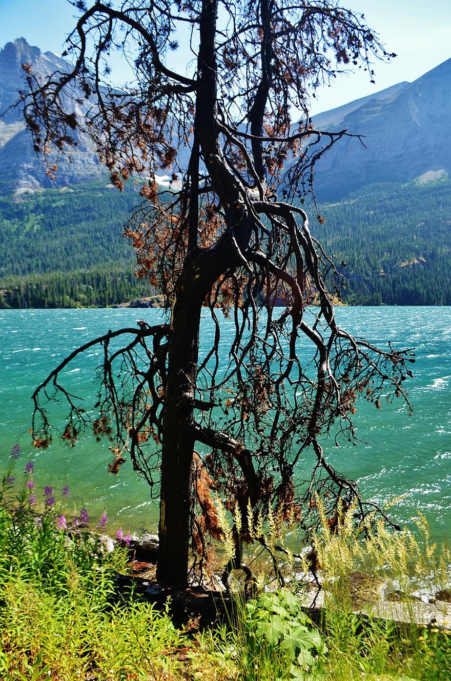 дърво, езеро, пейзаж, природа, небе, Монтана, САЩ, туризъм, планина, вода, цветен