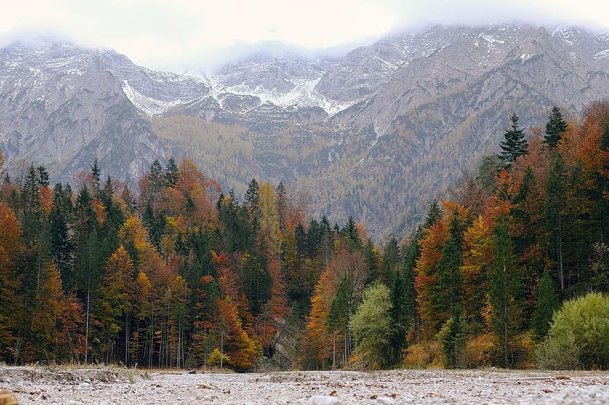 горы, лес, осень, падать, деревья, леса, горный хребет, гористый, пейзаж, сельская местность