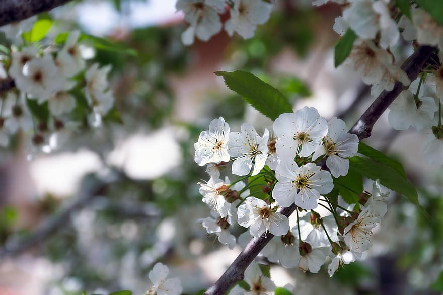 printemps, fleurs de cerisier, fleurs blanches, les fleurs, fleurs, la nature, fleur, fermer, branche, plante, feuille