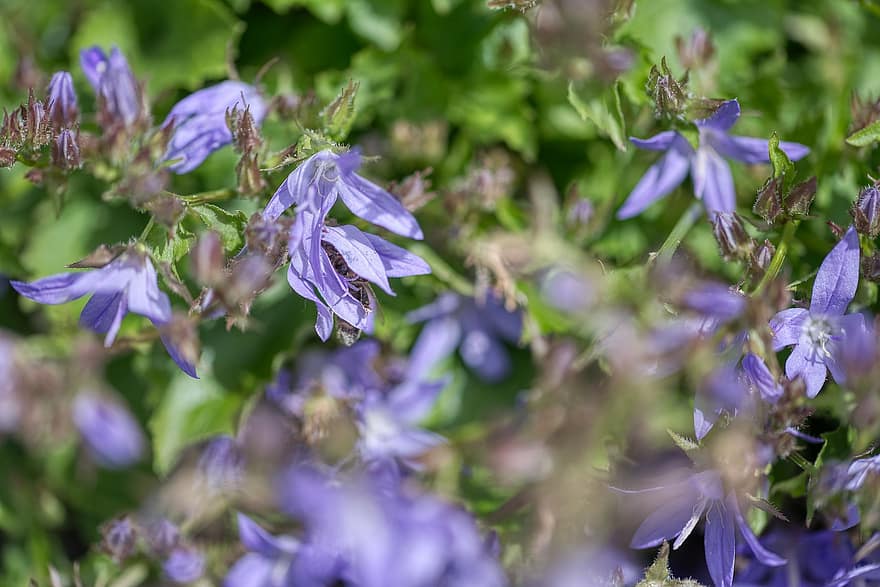 Campânula Poscharskyana, Atrás da Flor do Sino, Flor de sino à direita, lavendel blau, Estrela, flores, flora, plantar, jardim