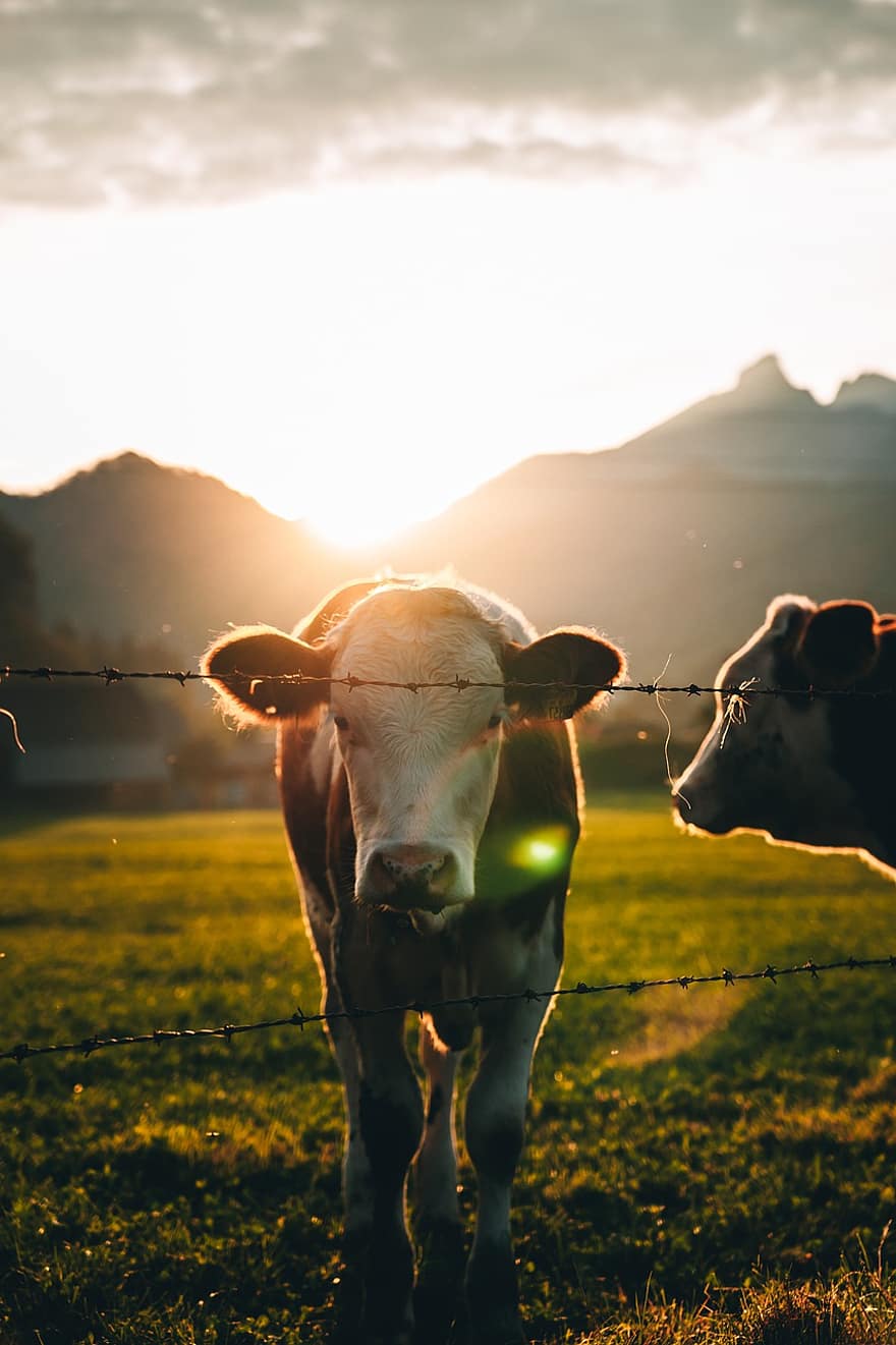 الأبقار ، حقل الرعي ، ماشية