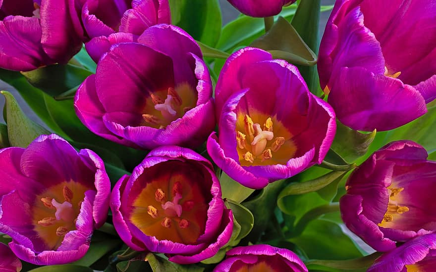 Tulips, Pink, Flowers, Petals, Pink Tulips, Pink Flowers, Pink Petals, Bloom, Blossom, Flora, Nature