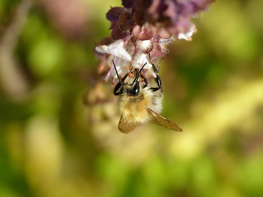 пчела, дива пчела, насекомо, цветен прашец, нектар, събирам, опрашвам, цъфтящ босилек, Храст босилек, бели цветя, природа