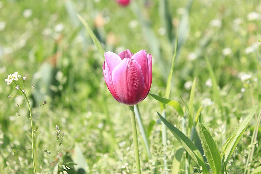 tulipano, fiore, pianta, campo, fioritura, fiorire, prato, natura, avvicinamento, tulle, 꽃