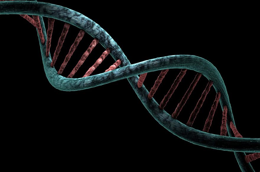 DNA, 분석, 유전적인, 생물학의, 나선, 진단