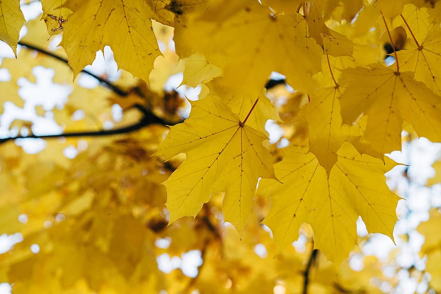 秋、葉、紅葉、秋の季節、落葉、黄、シーズン、木、鮮やかな色、きらきら、森林