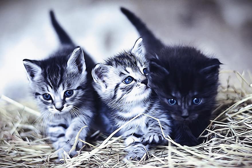 Cat, Young Animal, Kitten, Mackerel, Domestic Cat, Pet, Cute, Animal World, Cat's Eyes, Feline, Mammal