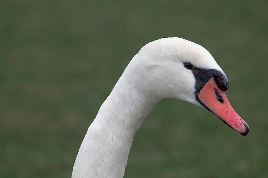 Swan, Bird, Long-necked, Beak, White Bird, White Feathers, Animal, Waterfowl, Water Bird, Ave, Avian