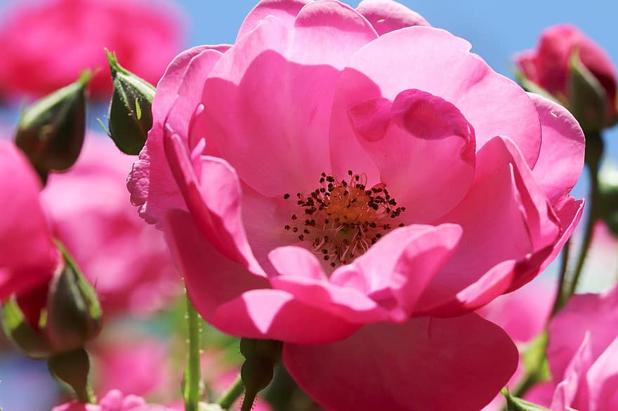 Chinese roos, bloem, fabriek, China steeg, roos, roze roos, roze bloem, bloemblaadjes, bloemknoppen, bloeien, tuin-