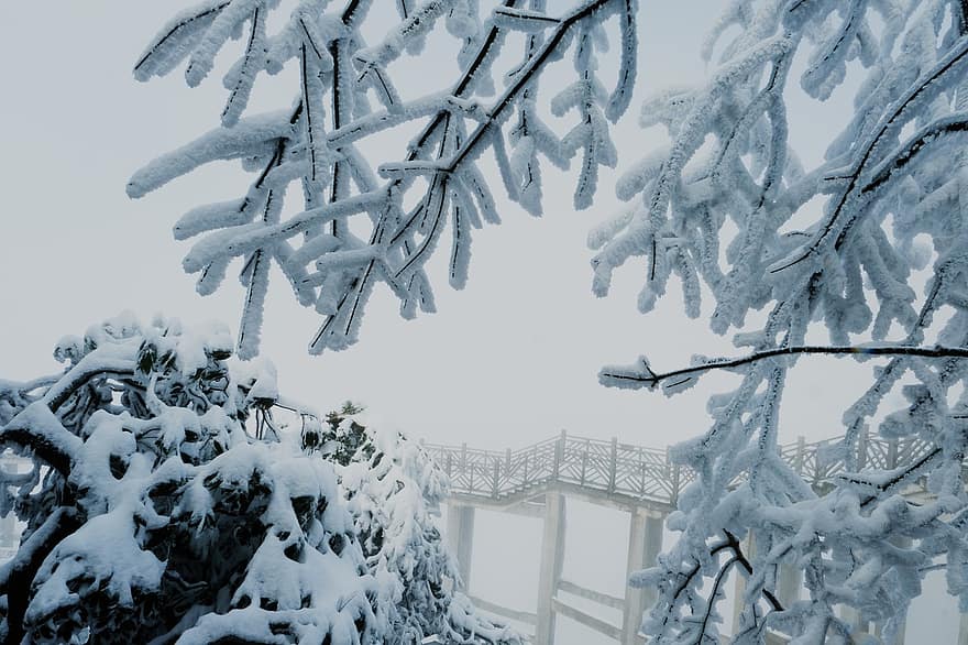 vinter-, bergen, Himmelska fridens män, Kina, snö, turism, träd, säsong, skog, gren, frost