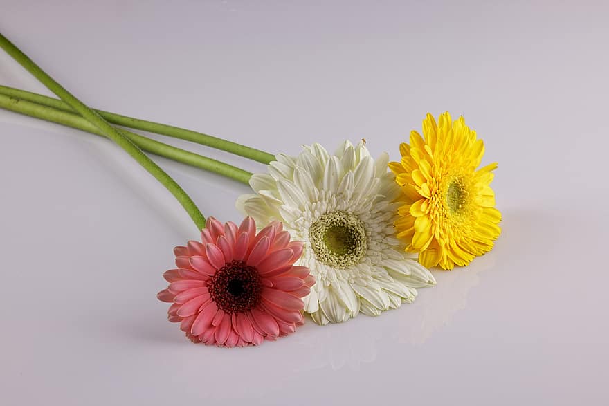 daisy, blommor, växt, alla hjärtans dag, gåva, kärlek, blomma, blomning, botanisk, dekorativ, makro