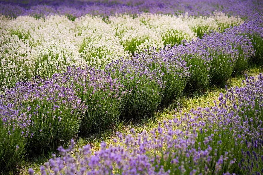 лаванды, ферма, поле, фиолетовые цветы, лавандовая ферма, цветы, сад, на открытом воздухе, прекрасный, лавандовое поле, растения