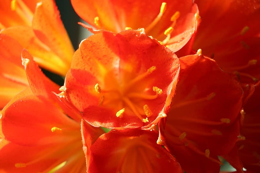 Clivia, Flowers, Plant, Bush Lily, Orange Flowers, Petals, Stamen, Bloom, Nature, Macro