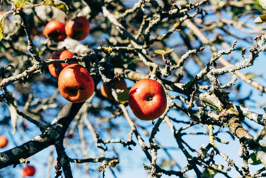 äpplen, frukt, mat, färsk, hälsosam, mogen, organisk, ljuv, producera, gren, träd