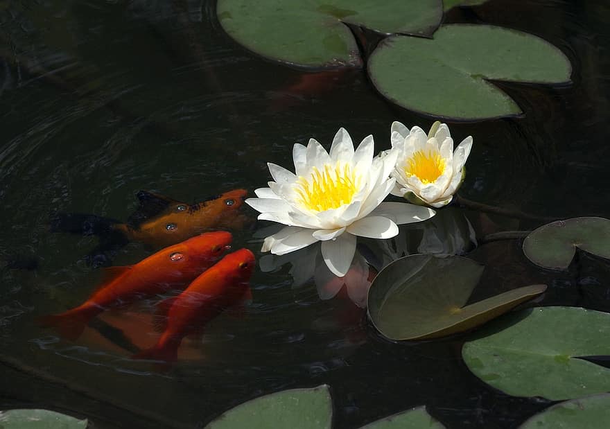езерце, риба, цветя на лотос, подложки за лилии, водни лилии, растения, водни растения, рибарник, флора, фауна