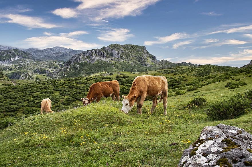 mucche, montagna, pascolo, nuvole, natura, all'aperto, specie, prato, erba, scena rurale, azienda agricola