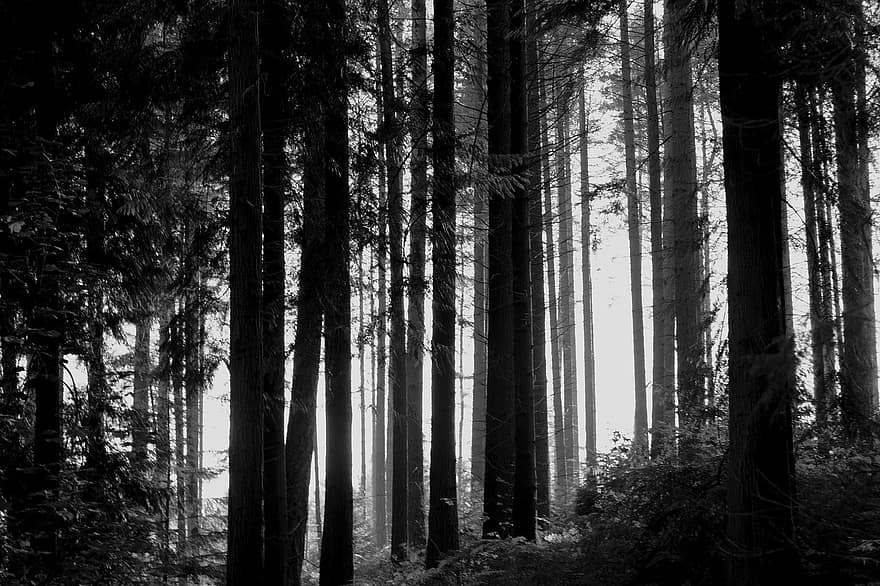 Woods, Forest, Trees, Trunks, Branches, Leaves, Landscape, Nature, Black And White