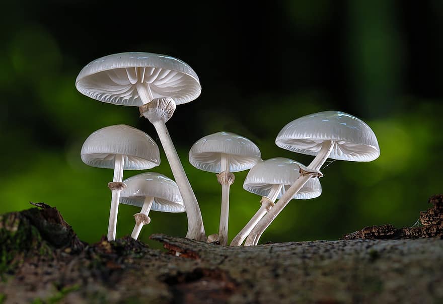 sienet, luonnon sieniä, kirja liman osteri sieni, sieni, itiö, mykologian, helttasieni, metsämaa, maa, metsä