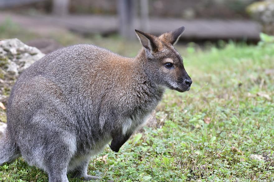 wallaby kenguru, erszényes állat, emlős, macropod, állat, fű, állati világ, vadállat, vadon, vadvilág