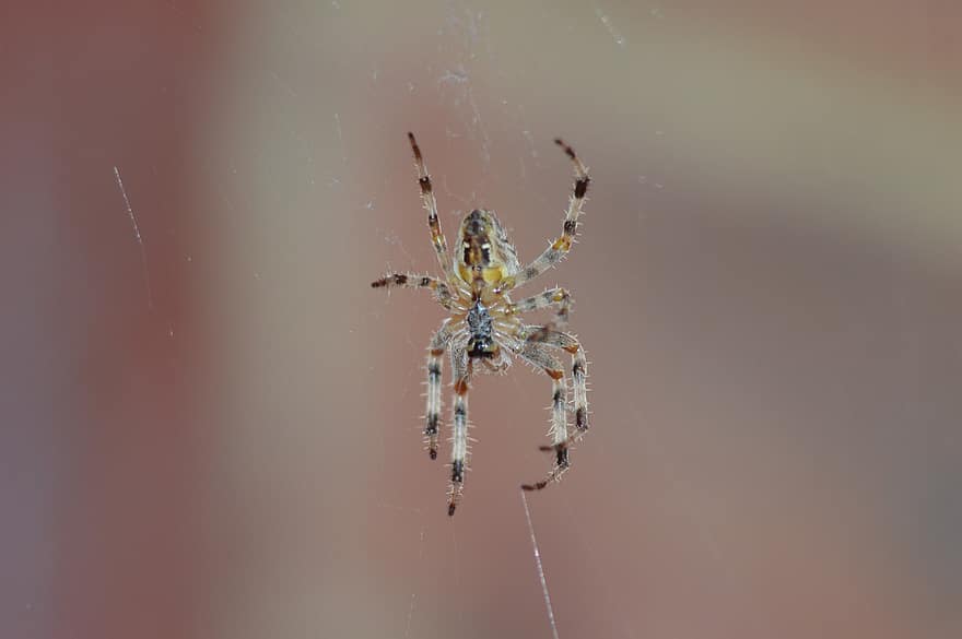 laba-laba, hewan, arakhnida, serangga, bug, arachnofobia, kengerian, web, taman, predator, menyeramkan