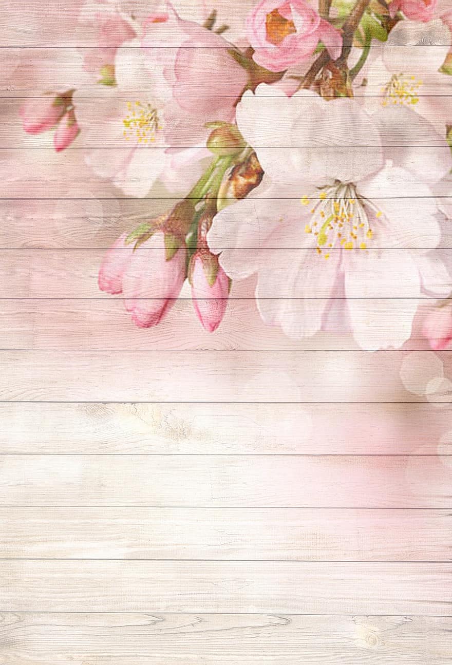 On Wood, Cherry Blossom, Pink, Spring, Flowers, Bloom, White, Romantic, Wooden Wall, Signs Of Spring, Decoration