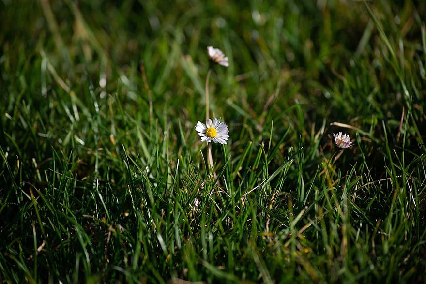 prado, flor, hierba