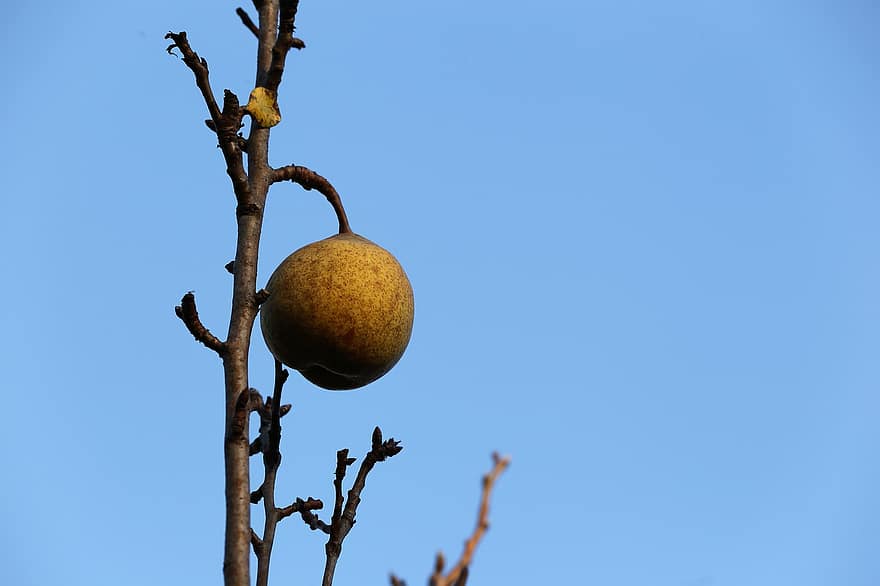 Pear, Fruit, Branch, Tree, Autumn