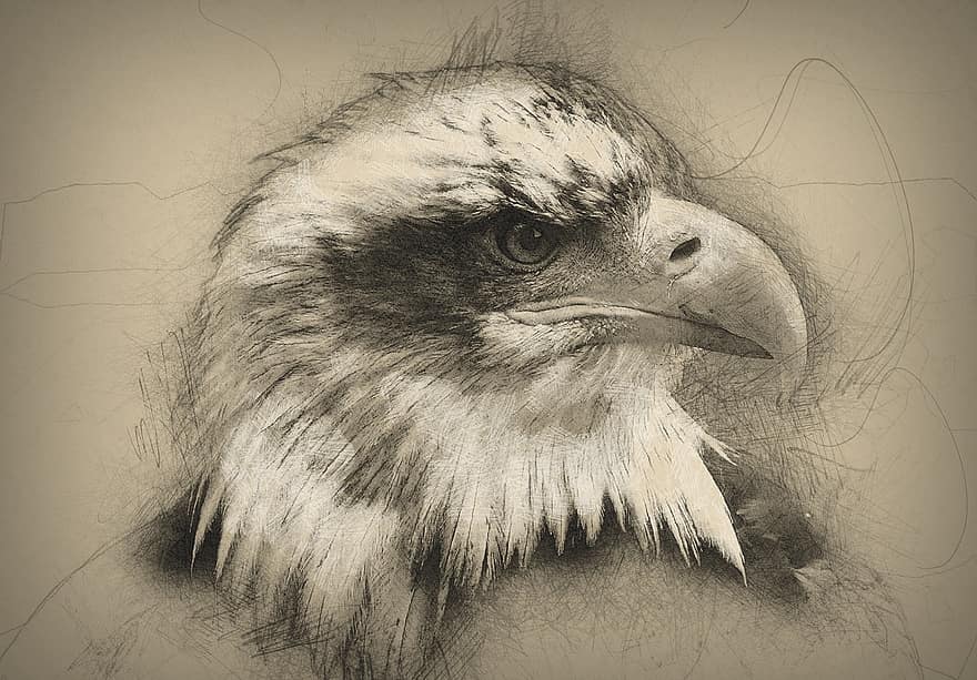 белоголовый орлан, нарисованный от руки, компьютерное искусство, животное, живая природа, птица, хищник, эскиз, гордость, добыча, голова