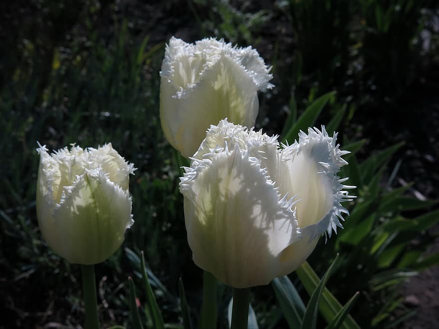tulipán crispa, tulipanes, las flores, Flores blancas, planta, primavera, jardín, flores, floración, flor, verano
