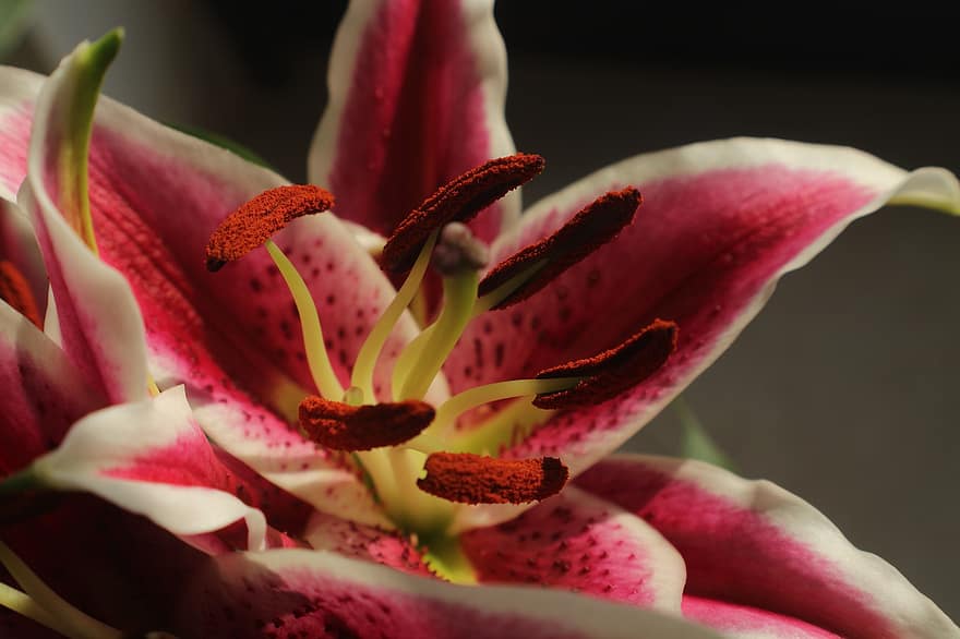 Lily, Pink Flower, Flower, Nature Photography, Flower Photography, Close Up, Macro, Garden, close-up, plant, leaf
