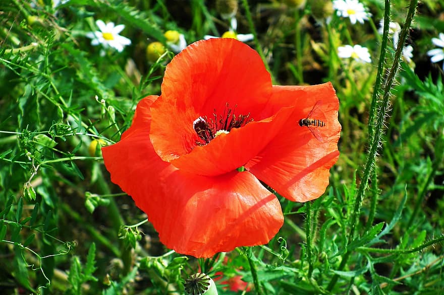 Poppy, Flower, Red Poppy, Bee, Insect, Red Flower, Petals, Red Petals, Meadow, Bloom, Blossom