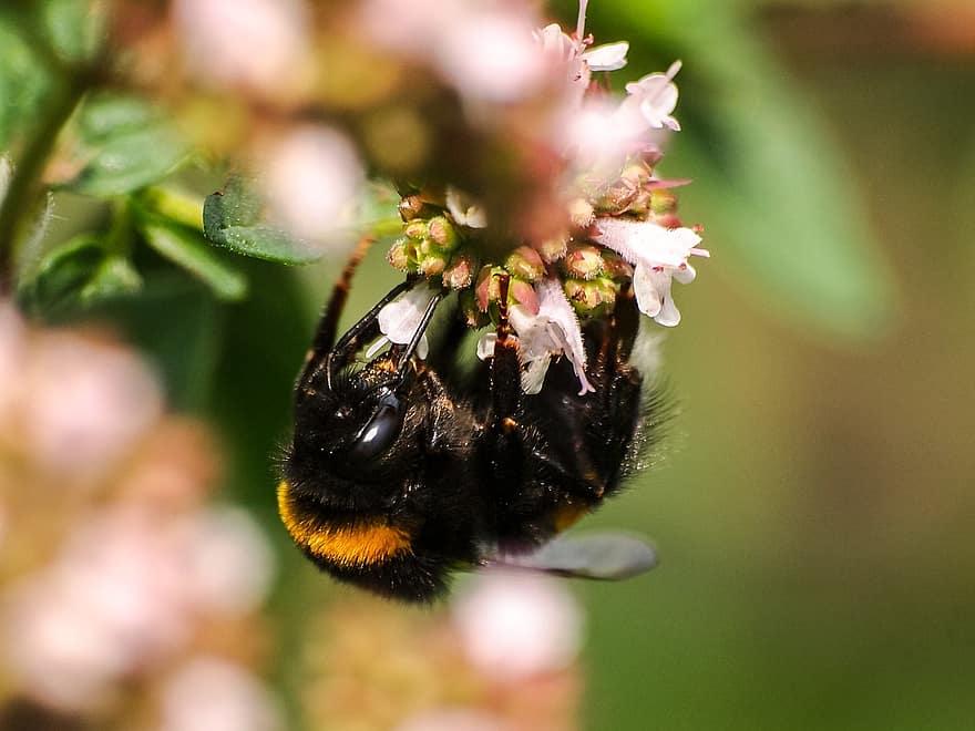 bumblebee, abelha, flor, inseto, himenópteros, plantar, natureza