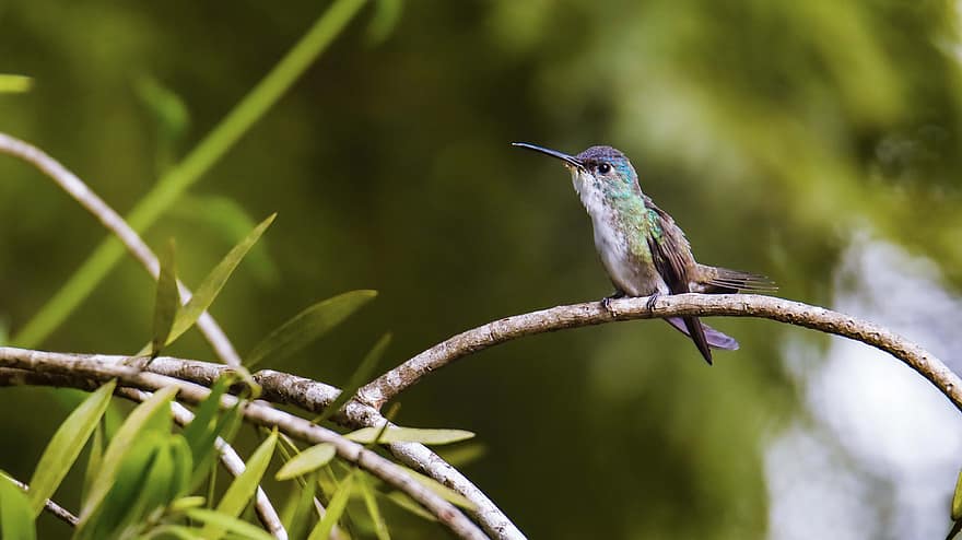 fugl, hummingbird, ornitologi, arter, fauna, avian, dyr, Amazilia