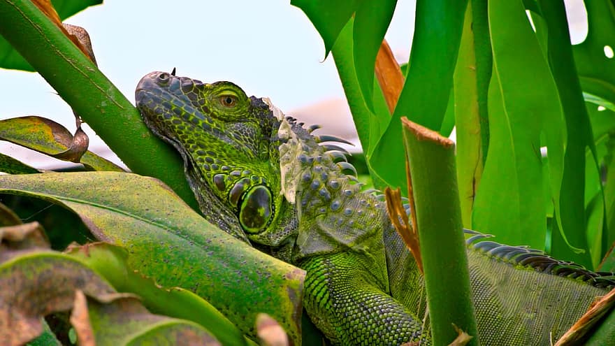 ropliai, iguana, gyvūnas, laukinės gamtos
