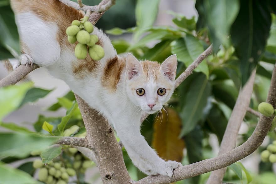 나무에 고양이, 나무 고양이, 고양이, 고양이 새끼, 고양이 같은, 나무