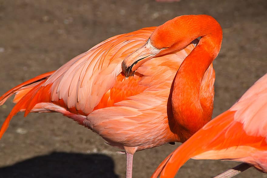 flamingo, fugl, aviær, dyreliv, ornitologi, fjer, næb, multi farvet, tæt på, dyr i naturen, lyserød farve
