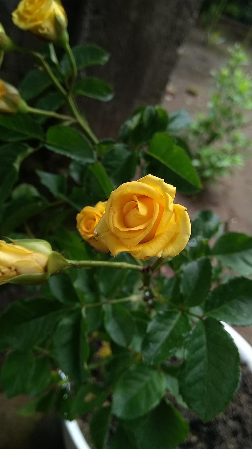 Flowers, Yellow Flowers, Yellow Roses, Roses, Plant, Garden, leaf, petal, close-up, flower, summer