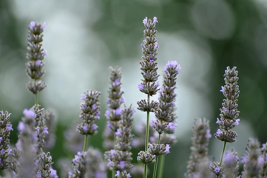 Lavender, Plant, Nature, Herbs, Flora
