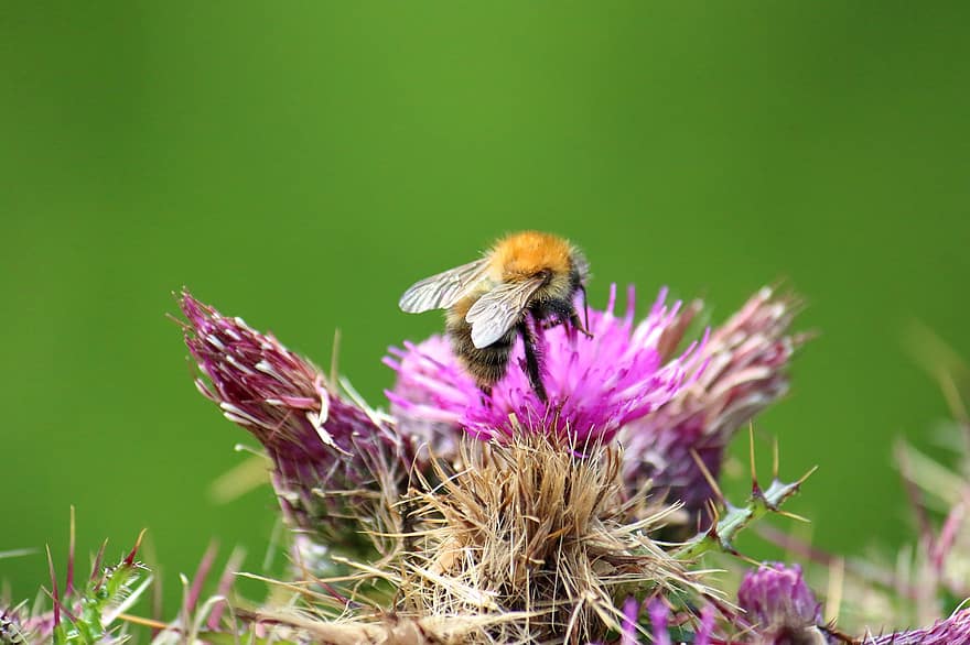 Bumble Bee, Flower, Pollination, Bee, Insect, Garden, Nature