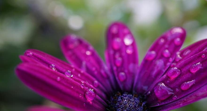 Margerite, Rosa Lila Violett, Schönheit, Blume, Natur, Garten, Blütenblätter, Wasser, nass, Regen, Wetter