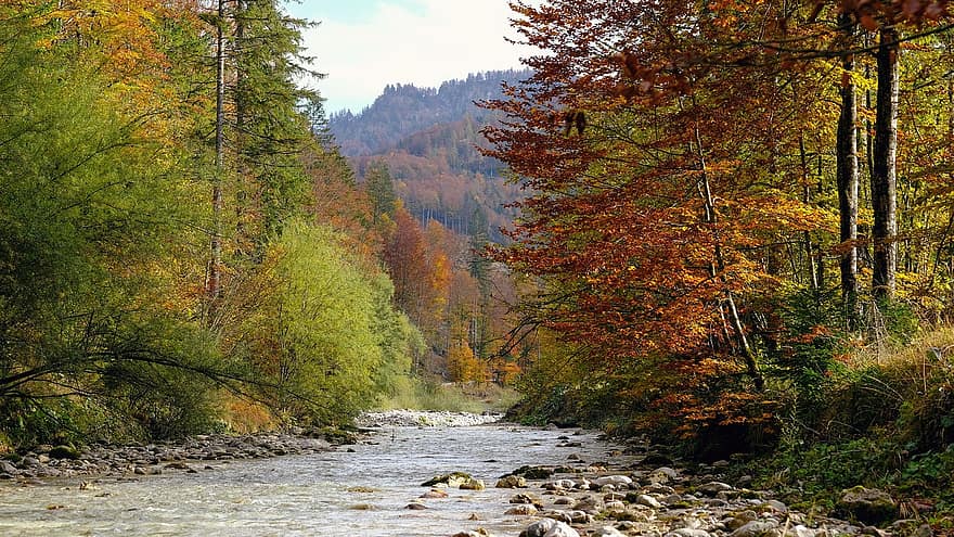 ποτάμι, δάσος, φθινόπωρο, πτώση, ρεύμα, δέντρα, δασάκι, εξοχή