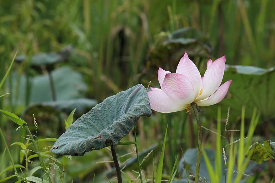 Lotus, Flower, Petals, Leaves, Grass