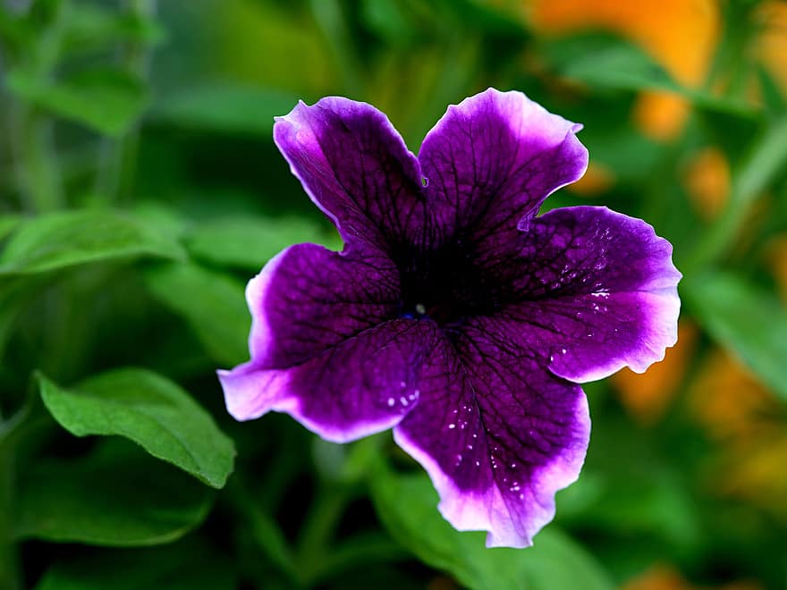 петунія, квітка, пурпурна квітка, пелюстки, фіолетові пелюстки, Рослина, цвітіння, флора, впритул, лист, фіолетовий