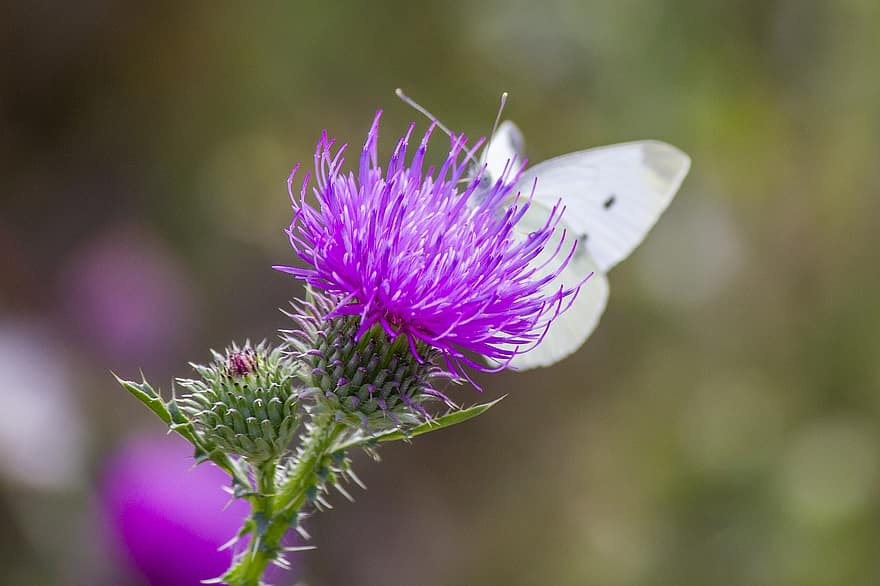 Flowers, Spear Thistle, Thistle, Bull Thistle, Common Thistle, Cirsium Vulgare, Plant, Flora, Nature, Butterfly