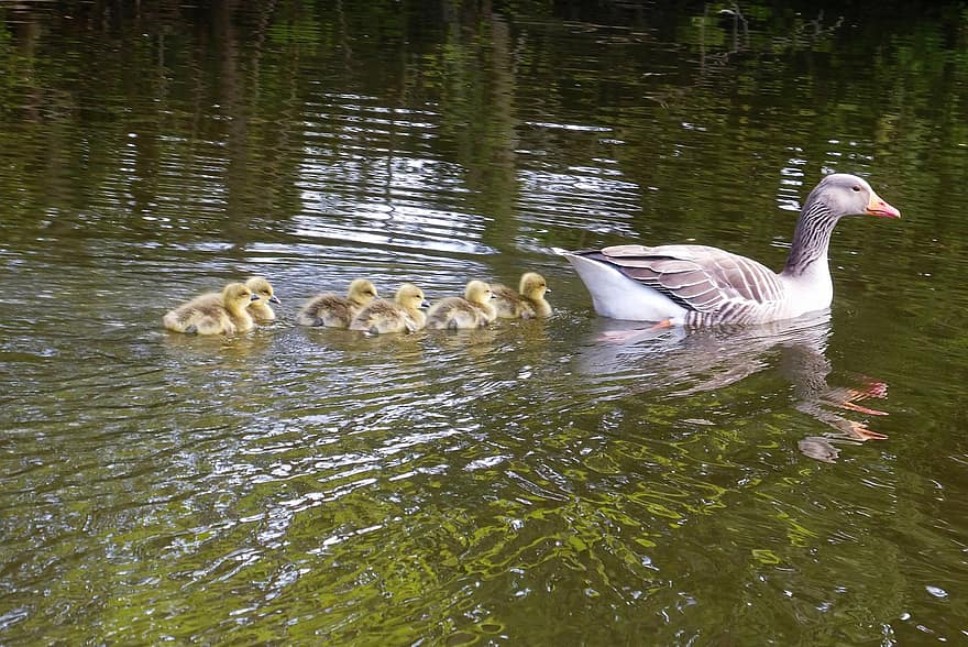 Geese, Birds, Family, Young Animals, Chicks, Waterfowl, Water Birds, Animals, Swimming, Plumage, Down Feathers