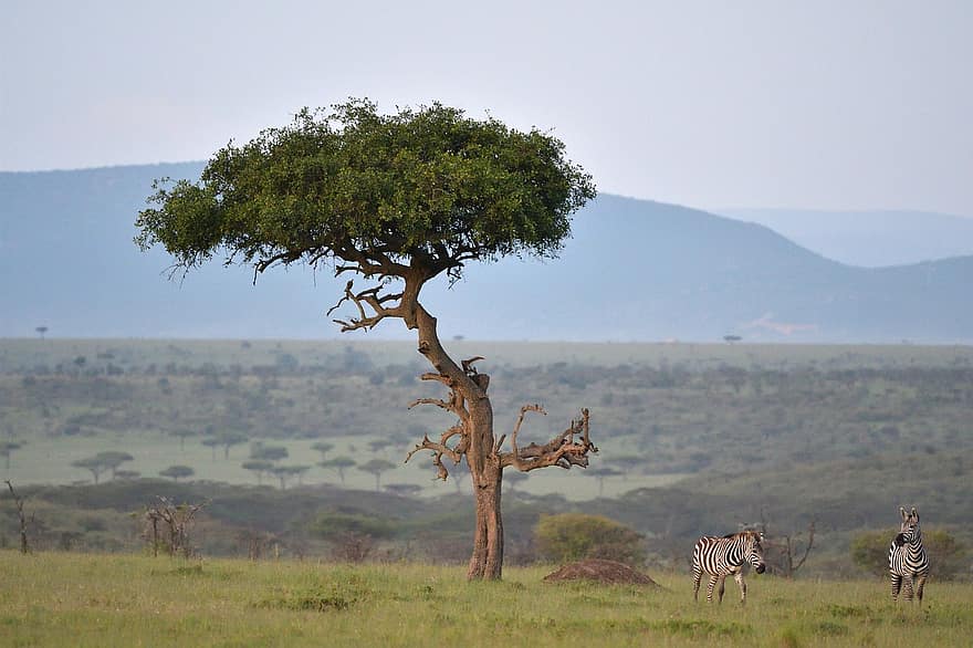 一般的なゼブラ、シマウマ、動物たち、平野シマウマ、マサイマラ、ケニア、アフリカ、野生動物、ほ乳類、Equus Burchellii、サバンナ