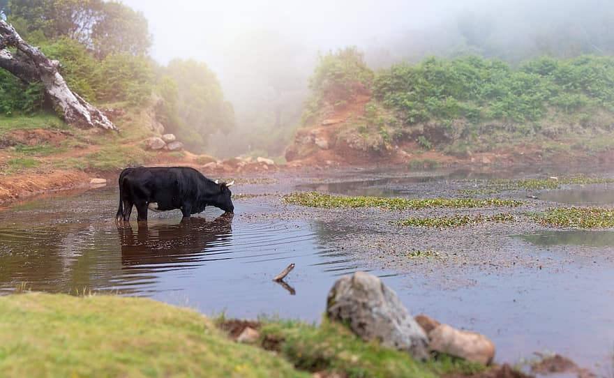 vaca, névoa, lago, cenário, Madeira, Portugal, África, animal, natureza, místico, cena rural